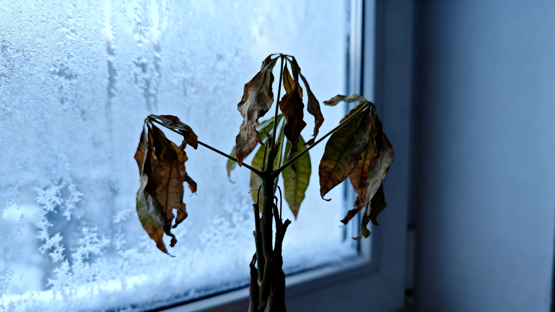 Geldbaum (Crassula)"