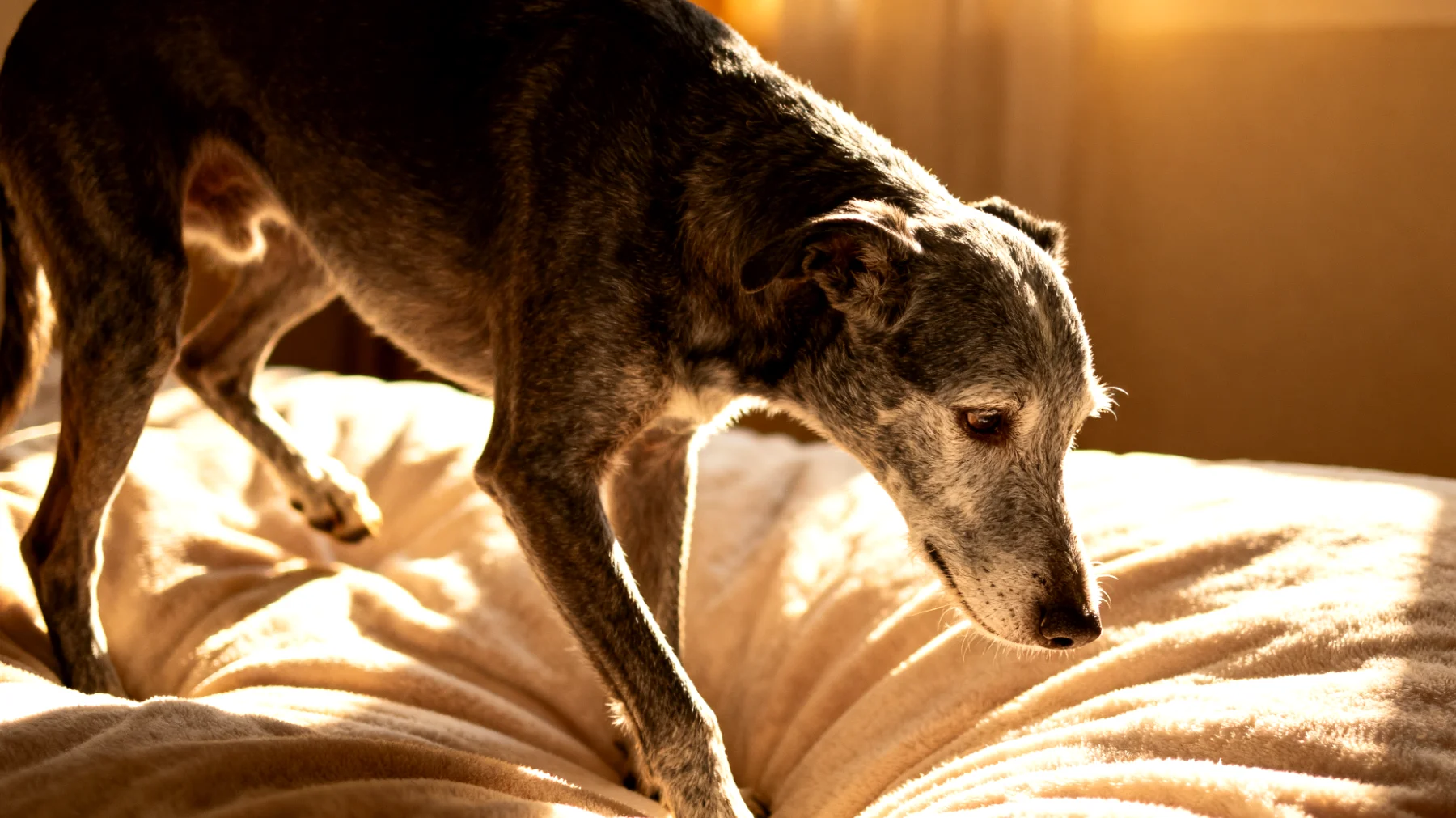 Ältere Hunde leiden häufig unter altersbedingten Gelenkproblemen wie Arthrose, die ihre Mobilität einschränken und Schmerzen verursachen, wodurch regelmäßige Gesundheitskontrollen und angepasste Pflegemaßnahmen notwendig werden"